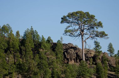 Kanarya Adası Ormanı Pinus kanaryası. Integral Inagua Doğal Rezervi. Tejeda. Büyük Kanarya. Kanarya Adaları. İspanya.
