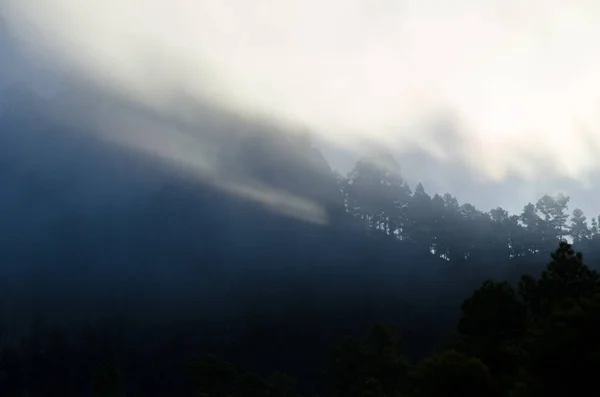 カナリア島のモロ パジョナレス崖と森は霧の中でピヌス カナリエンシスを松した イナグア テジェダ グラン カナリア カナリア諸島 スペイン — ストック写真