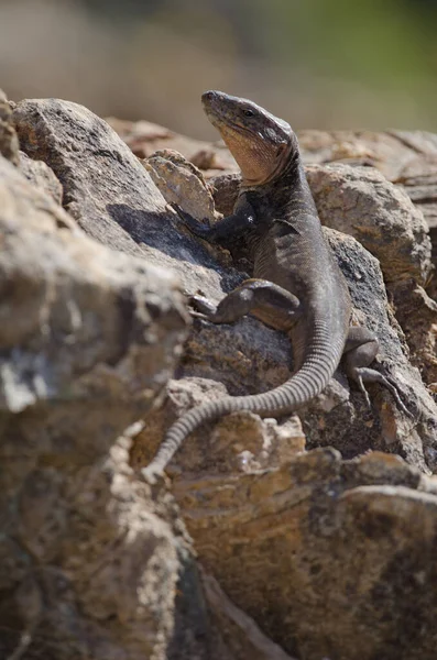 大加那利亚巨人蜥蜴Gallotia Stehlini Cruz Pajonales Inagua综合自然保护区 泰姬达大加那利亚加那利群岛 西班牙 — 图库照片