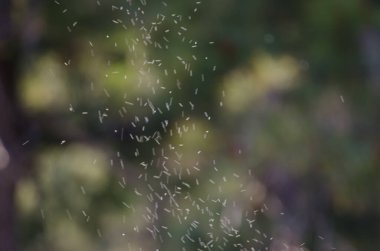 Havada uçan böcekler. Nublo Kırsal Parkı. Tejeda. Büyük Kanarya. Kanarya Adaları. İspanya.