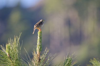 Mısır gevreği Emberiza Calandra. Nublo Kırsal Parkı. Tejeda. Büyük Kanarya. Kanarya Adaları. İspanya.