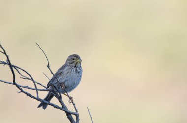 Mısır gevreği Emberiza Calandra. Nublo Kırsal Parkı. Tejeda. Büyük Kanarya. Kanarya Adaları. İspanya.