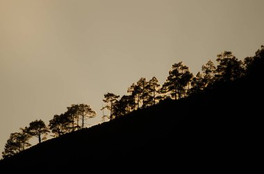 Kanarya Adası Ormanı Pinus kanaryası gün batımında bir yamaçta. Integral Inagua Doğal Rezervi. Büyük Kanarya. Kanarya Adaları. İspanya.