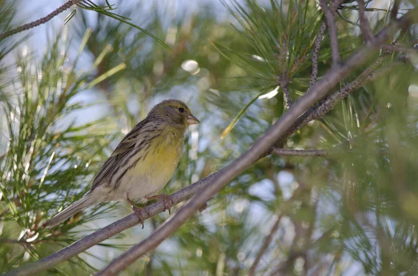 Atlantkanariefågel Serinus Canaria Kvinnlig Nublos Landsbygdspark Jag Heter Tejeda Gran — Stockfoto