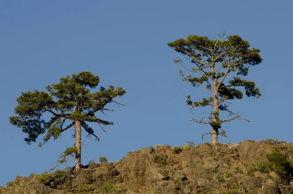 加那利岛松果松果 Inagua综合自然保护区 大加那利亚加那利群岛 西班牙 — 图库照片