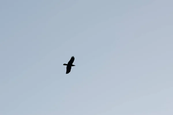 Κανάρια Νησιά Κοράκι Corvus Corax Canariensis Πτήσει Αγροτικό Πάρκο Νούμπλο — Φωτογραφία Αρχείου