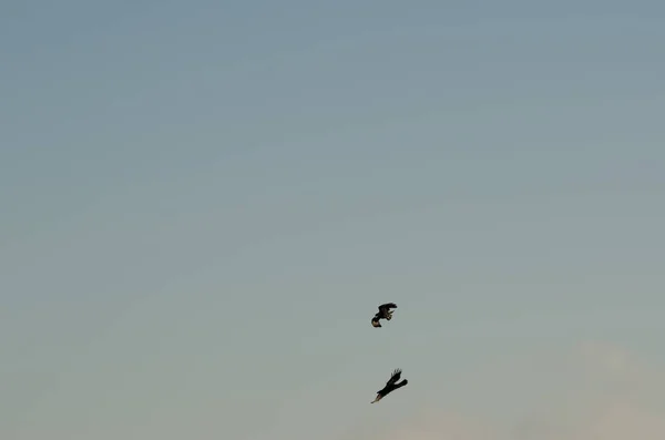 Kanarieöarna Korpar Corvus Corax Canariensis Flygning Nublos Landsbygdspark Jag Heter — Stockfoto