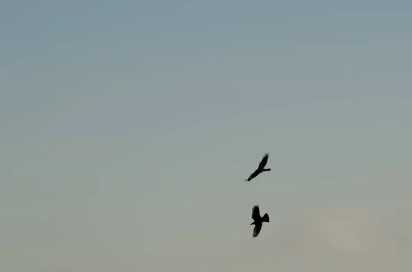 Canarische Eilanden Raven Corvus Corax Canariensis Tijdens Vlucht Het Nublo — Stockfoto