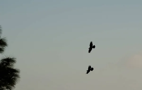 Kanári Szigetek Hollók Corvus Corax Canariensis Repülés Közben Nublói Vidéki — Stock Fotó