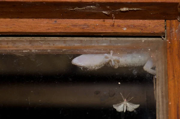 Boettgers Wall Gecko Tarentola Boettgeri Hunting Moths Window Pane Pajonales — 图库照片