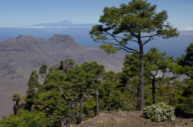 Enagua, Guigui Massif ve Tenerife Adası 'ndaki Kanarya Adası çamı kanaryaları. Büyük Kanarya. Kanarya Adaları. İspanya.