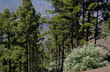 Kanarya Adası çam çamı kanaryası ve çiçek içinde Chamaecytisus proliferus meridionalis. İnagua. Büyük Kanarya. Kanarya Adaları. İspanya.