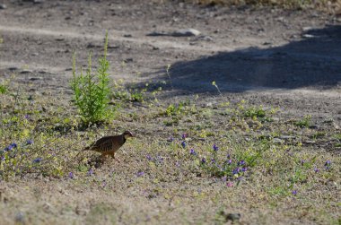 Kırmızı bacaklı keklik Alectoris Rufa. Pajonales. Integral Inagua Doğal Rezervi. Tejeda. Büyük Kanarya. Kanarya Adaları. İspanya.