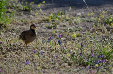 Kırmızı bacaklı keklik Alectoris Rufa. Pajonales. Integral Inagua Doğal Rezervi. Tejeda. Büyük Kanarya. Kanarya Adaları. İspanya.