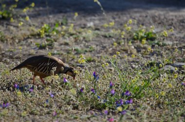 Kırmızı bacaklı keklik Alectoris Rufa yiyecek arıyor. Pajonales. Integral Inagua Doğal Rezervi. Tejeda. Büyük Kanarya. Kanarya Adaları. İspanya.