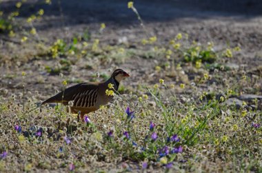 Kırmızı bacaklı keklik Alectoris Rufa. Pajonales. Integral Inagua Doğal Rezervi. Tejeda. Büyük Kanarya. Kanarya Adaları. İspanya.