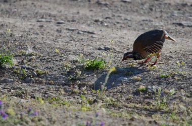 Kırmızı bacaklı keklik Alectoris Rufa çekirgeyi takip ediyor. Pajonales. Inagua 'nın Doğal Rezervi. Tejeda. Büyük Kanarya. Kanarya Adaları. İspanya.