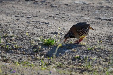 Kırmızı bacaklı keklik Alectoris Rufa bir çekirgeyi yakalıyor. Pajonales. Inagua 'nın Doğal Rezervi. Tejeda. Büyük Kanarya. Kanarya Adaları. İspanya.