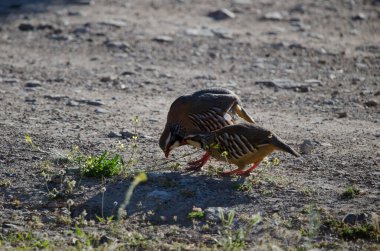 Bir çift kırmızı bacaklı keklik Alectoris rufa yiyecek arıyor. Pajonales. Inagua 'nın Doğal Rezervi. Tejeda. Büyük Kanarya. Kanarya Adaları. İspanya.