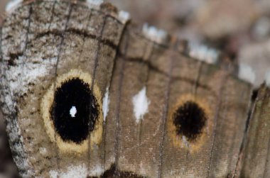 Gran Canaria gri kelebek Hipparchia tamadabae 'nin kanadının altında. Inagua 'nın Doğal Rezervi. Büyük Kanarya. Kanarya Adaları. İspanya.