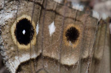 Gran Canaria gri kelebek Hipparchia tamadabae 'nin kanadının altında. Inagua 'nın Doğal Rezervi. Büyük Kanarya. Kanarya Adaları. İspanya.