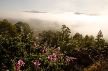 Kanarya Adası çam ağacı P. canariensis Cistus horrens ve Roque Nublo ile. Inagua ve Nublo Kırsal Parkı. Büyük Kanarya. Kanarya Adaları. İspanya.
