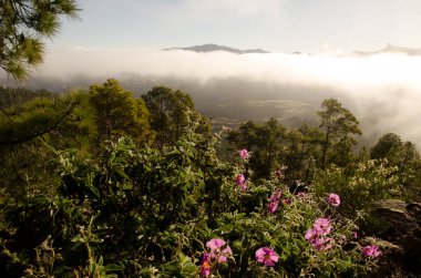 Kanarya Adası çam ağacı P. canariensis Cistus horrens ve Roque Nublo ile. Inagua ve Nublo Kırsal Parkı. Büyük Kanarya. Kanarya Adaları. İspanya.