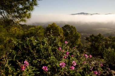 Kanarya Adası çam ağacı kanaryası. Kistus hormonu çalıları çiçek açmış. Inagua 'nın Doğal Rezervi. Büyük Kanarya. Kanarya Adaları. İspanya.