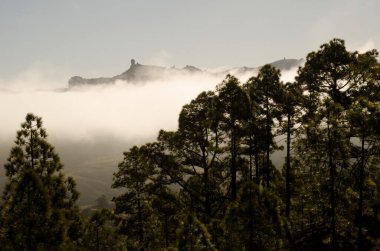 Kanarya Adası çamı çamı kanaryası, Roque Nublo ve Las Nieves tepesi. Inagua ve Nublo Kırsal Parkı. Büyük Kanarya. Kanarya Adaları. İspanya.