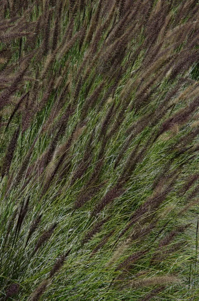 Gąszcz Karmazynowej Trawy Fontannowej Pennisetum Setaceum Park Wiejski Nublo Aldea — Zdjęcie stockowe