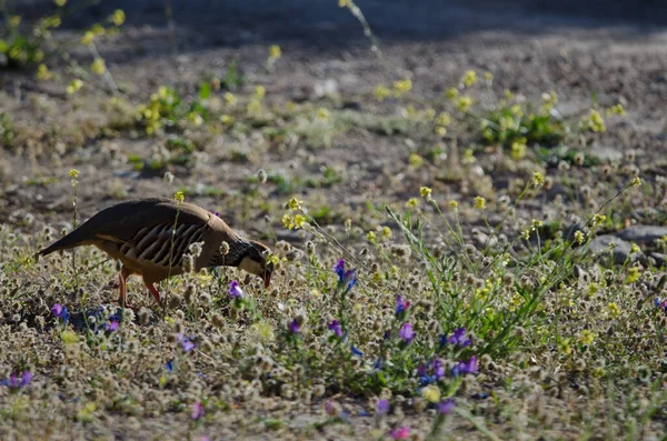 Kırmızı Bacaklı Keklik Alectoris Rufa Yiyecek Arıyor Pajonales Integral Inagua — Stok fotoğraf