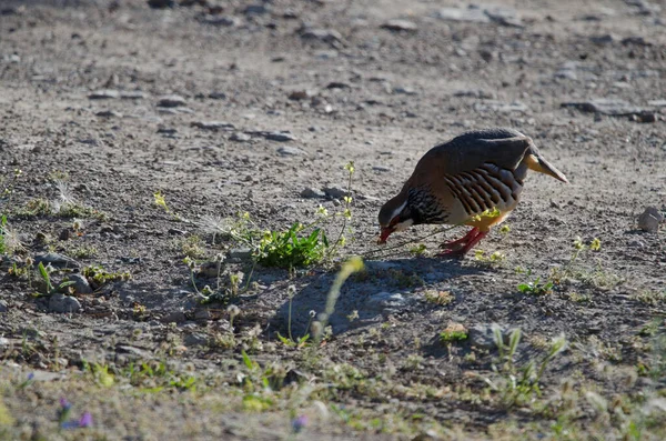 Kırmızı bacaklı keklik Alectoris Rufa bir çekirgeyi yakalıyor. Pajonales. Inagua 'nın Doğal Rezervi. Tejeda. Büyük Kanarya. Kanarya Adaları. İspanya.