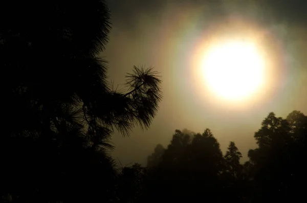 カナリア島の森は霧の中で夜明けにバックライトされたピヌス カナリエンシス松 Inaguaの予約 テジェダ グラン カナリア カナリア諸島 スペイン — ストック写真