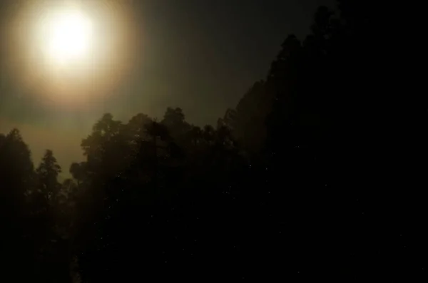 카나리아 소나무 새벽에 안개를 역광을 발하고 반점처럼 떨어진다 카나리 카나리아 — 스톡 사진