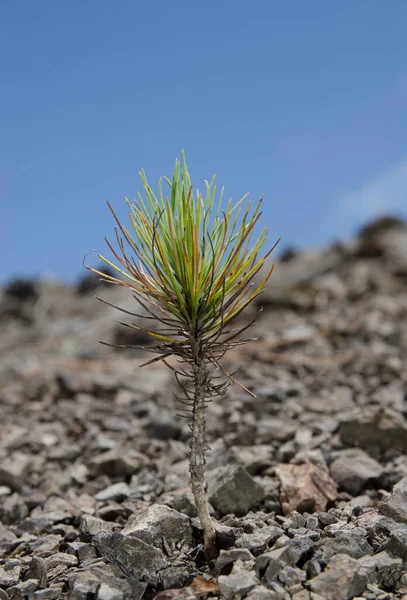 stock image Shoot of Canary Island pine Pinus canariensis. Integral Natural Reserve of Inagua. Gran Canaria. Canary Islands. Spain.