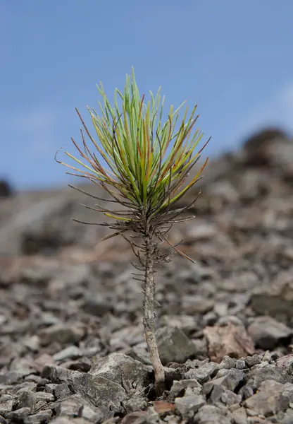 Kanári Szigeteki Fenyő Pinus Canariensis Inagua Természetes Rezervátuma Canaria Nagyi — Stock Fotó