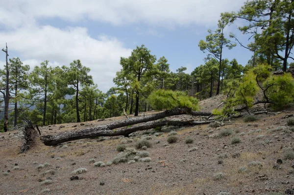 Pinus Canariensis Caído Mas Vivo Montanha Las Brujas Reserva Natural — Fotografia de Stock