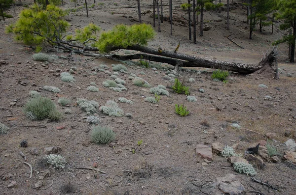 Kanarische Kiefer Pinus Canariensis Gefallen Aber Lebendig Las Brujas Naturreservat — Stockfoto