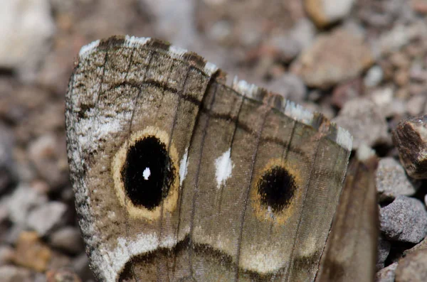 Pod Křídlem Gran Canaria Šedivý Motýl Hipparchia Tamadabae Přírodní Rezervace — Stock fotografie
