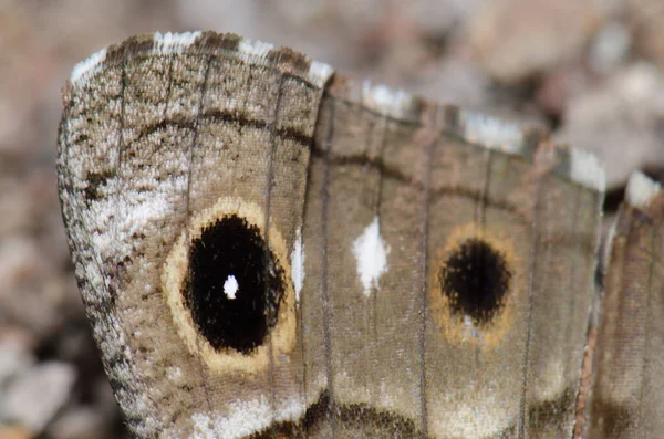 Pod Křídlem Gran Canaria Šedivý Motýl Hipparchia Tamadabae Přírodní Rezervace — Stock fotografie