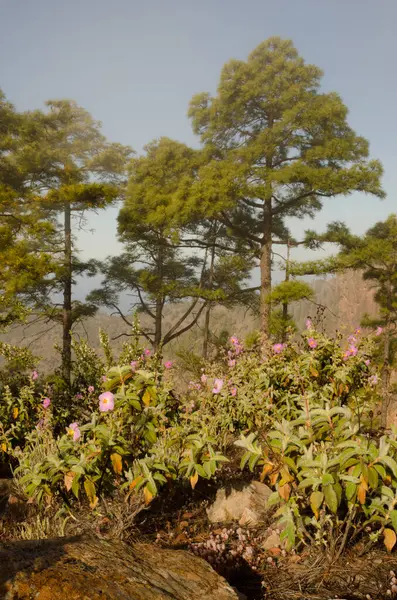 Forest Canary Island Borovice Pinus Canariensis Cistus Horrens Houštiny Květu — Stock fotografie