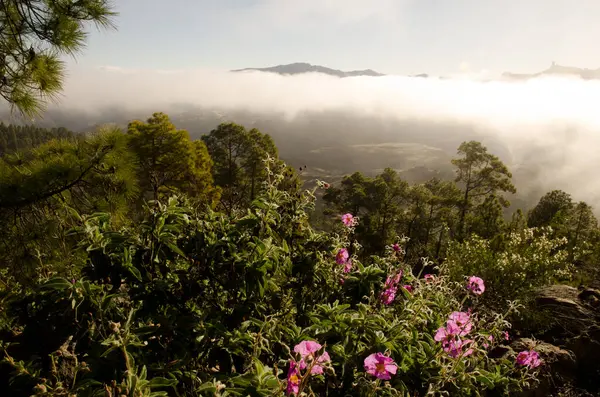 Kanarya Adası çam ağacı P. canariensis Cistus horrens ve Roque Nublo ile. Inagua ve Nublo Kırsal Parkı. Büyük Kanarya. Kanarya Adaları. İspanya.