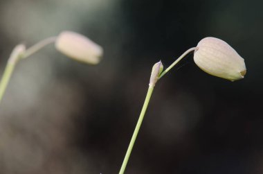 Sidik torbası kampı Silene vulgaris. Integral Inagua Doğal Rezervi. Büyük Kanarya. Kanarya Adaları. İspanya.