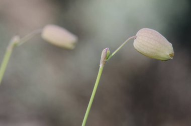 Sidik torbası kampı Silene vulgaris. Integral Inagua Doğal Rezervi. Büyük Kanarya. Kanarya Adaları. İspanya.
