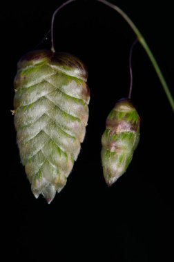 Briza Maxima 'nın büyük titreyen otlarının enfeksiyonları. Integral Inagua Doğal Rezervi. Büyük Kanarya. Kanarya Adaları. İspanya.