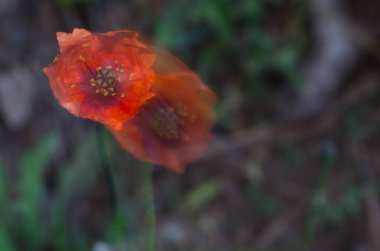 Rüzgarla hareket eden gelincik papaver rhoeas çiçeği. Hareket izlenimi vermek için görüntü bulanıklığı. Inagua rezervi. Büyük Kanarya. Kanarya Adaları. İspanya.