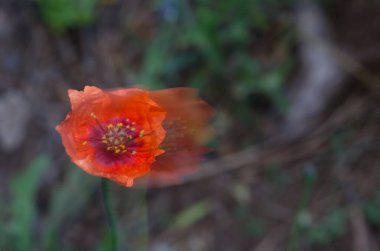Rüzgarla hareket eden gelincik papaver rhoeas çiçeği. Hareket izlenimi vermek için görüntü bulanıklığı. Inagua rezervi. Büyük Kanarya. Kanarya Adaları. İspanya.