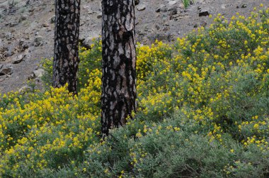 Kanarya Adası çamları Pinus kanaryaları ve çiçek açmış Teline mikrofilla çalıları. Inagua rezervi. Büyük Kanarya. Kanarya Adaları. İspanya.