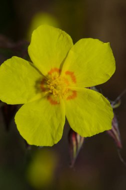 Stropofilllum 'dan Helianthemum kayası çiçeği. Integral Inagua Doğal Rezervi. Büyük Kanarya. Kanarya Adaları. İspanya.