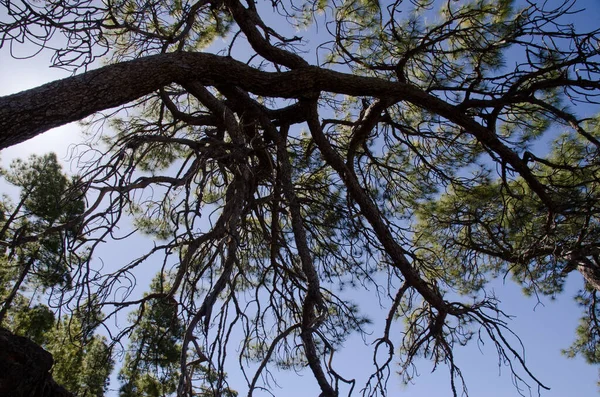 Kanarya Adası Pinus kanaryaları ışığa karşı aşağıdan görüldü. Inagua 'nın Doğal Rezervi. Tejeda. Büyük Kanarya. Kanarya Adaları. İspanya.